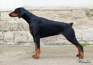 Forever Helga Wot a Thriller | Black Doberman Pinscher