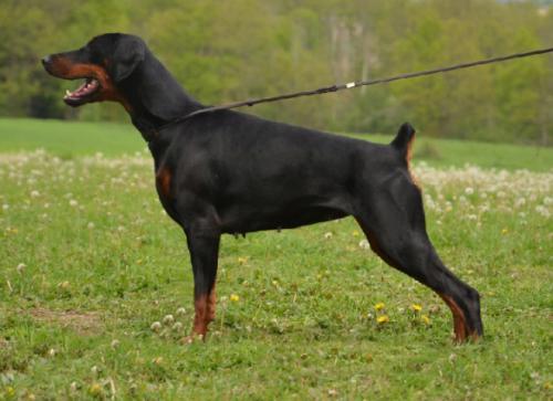 Forum Feeling Of Devil Inside | Black Doberman Pinscher