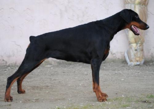 Farah de Fassano | Black Doberman Pinscher