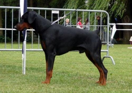 Free-Boy des Yeux de la Revanche | Black Doberman Pinscher