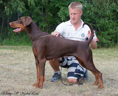 Ebony v. Nobel Line | Brown Doberman Pinscher