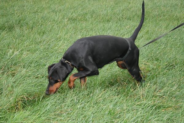 Jinga Les Deux Peupliers | Black Doberman Pinscher