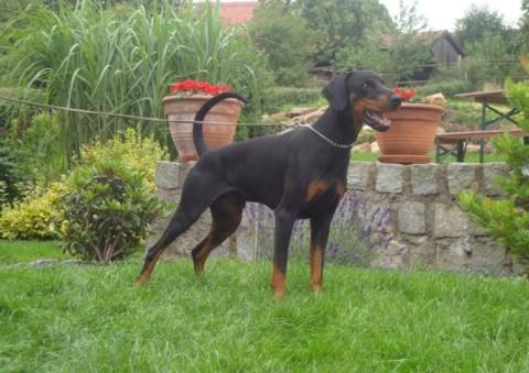 Denero v. Sassenburger Land | Black Doberman Pinscher