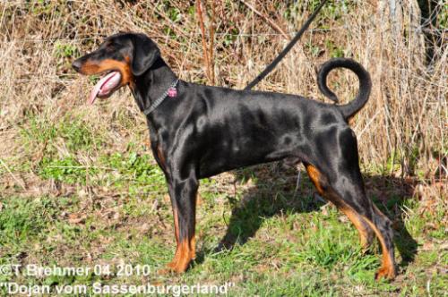 Dojan v. Sassenburger Land | Black Doberman Pinscher