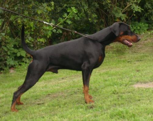 Dondelano v. Sassenburger Land | Black Doberman Pinscher