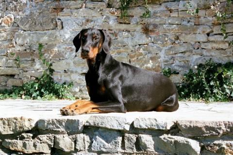 Dondiego v. Sassenburger Land | Black Doberman Pinscher