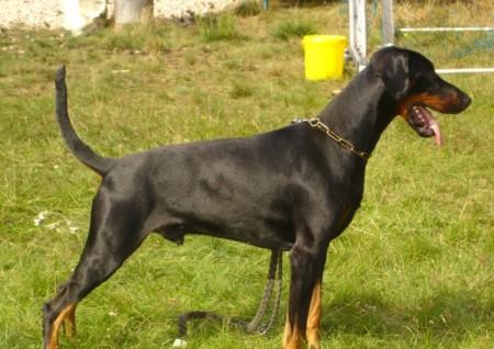 Duke v. Sassenburger Land | Black Doberman Pinscher