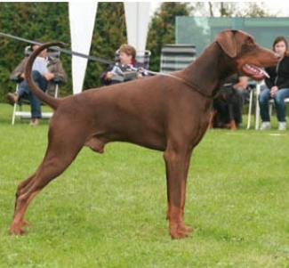 Jerome Les Deux Peupliers | Brown Doberman Pinscher