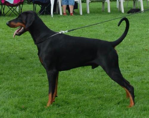 Jaffier-Zarvann Les Deux Peupliers | Black Doberman Pinscher