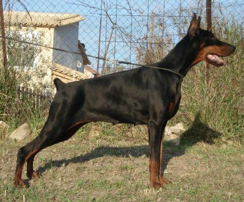 Errera of Louk Kep | Black Doberman Pinscher