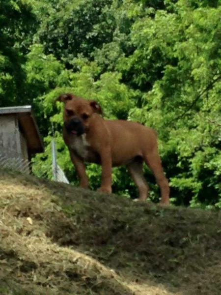 Pack's Dixie of Buffalocreek | Olde English Bulldogge 