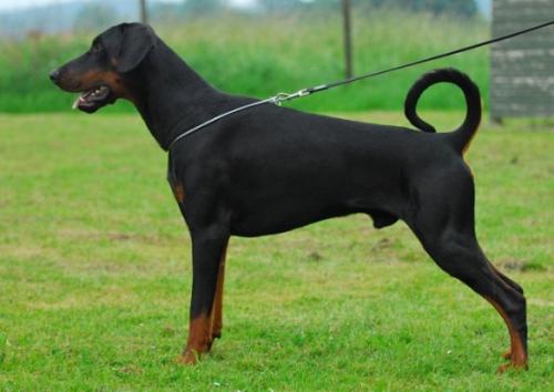 Eyk v. Schwabenland | Black Doberman Pinscher