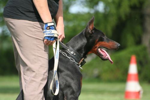 Ultra Hulk du Castel Tolosane | Black Doberman Pinscher