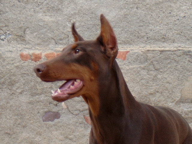 Paika Saphyr du Castel Tolosane | Brown Doberman Pinscher