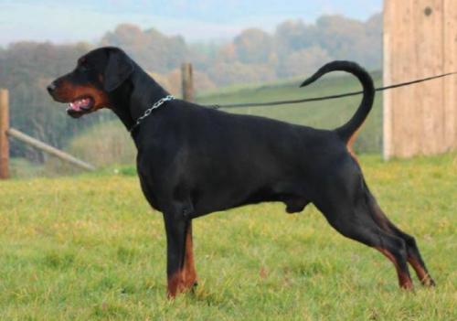 Antares v. Residenzschloss | Black Doberman Pinscher