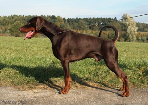 Auronaquila v. Residenzschloss | Brown Doberman Pinscher