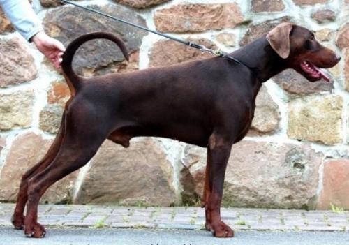 Acondor v. Residenzschloss | Brown Doberman Pinscher