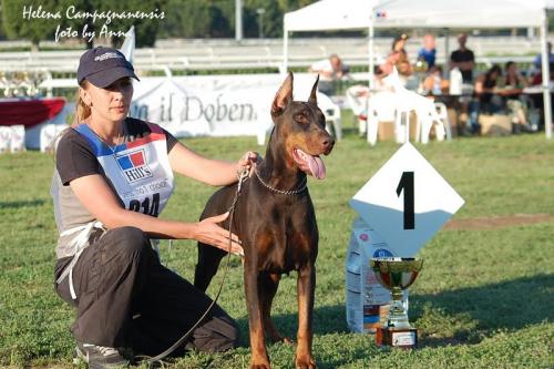 Helena Campagnanensis (LO10196) | Brown Doberman Pinscher