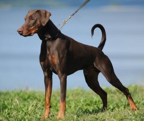 Kurt v.d. Burgstätte | Brown Doberman Pinscher