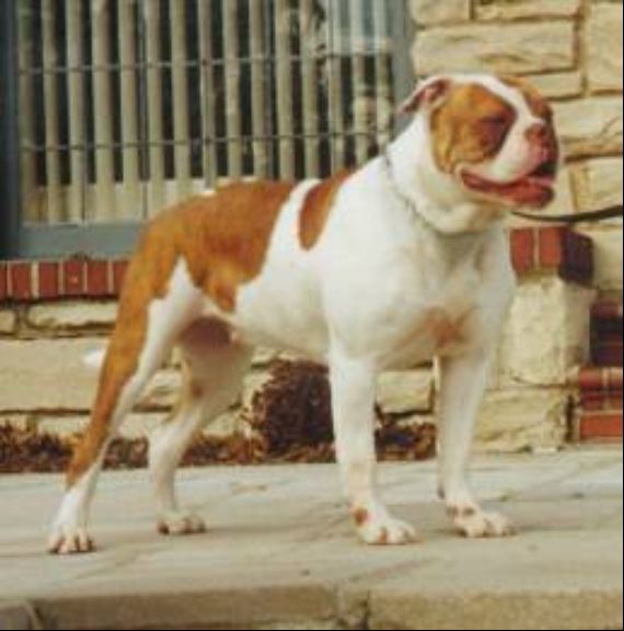 Bh Red Hot Reba | Olde English Bulldogge 