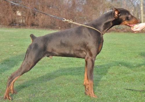 Tira Vento Smirnoff Ice | Brown Doberman Pinscher