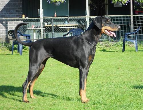 Marah v. Ferrenberg | Black Doberman Pinscher