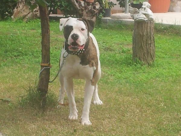 palumbo diva | American Bulldog 