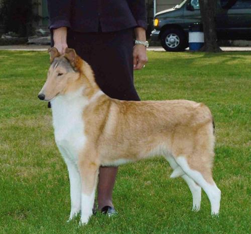 Classique Call Me Irresistible | Rough Collie 