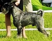 Imogen Gloria Leones | Standard Schnauzer 