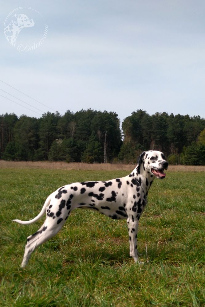 RUBY GEM Stormguard | Dalmatian 