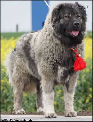 Talia Un Passo Avanti | Caucasian Mountain Dog 