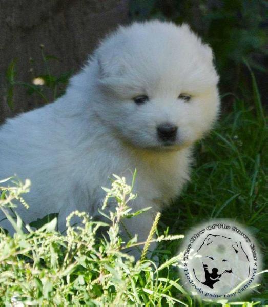 VELDIEGO OF JIP The Glow Of The Snowy Star | Samoyed 