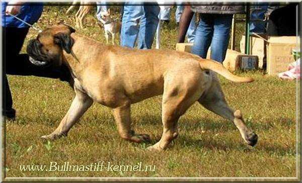 Lyudzhen VICTORIOUS | Bullmastiff 