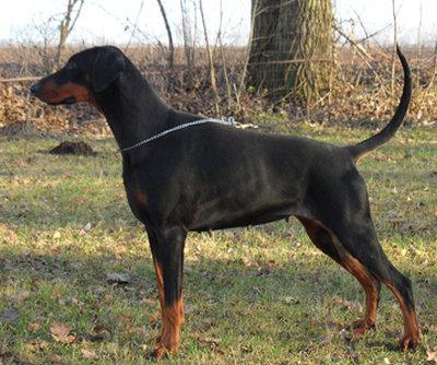 Taminafürstin v. Strengbach | Black Doberman Pinscher