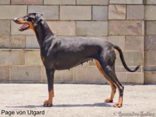 Page v. Utgard | Black Doberman Pinscher