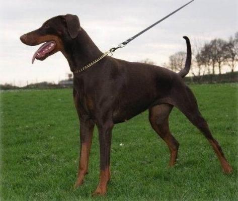 Pinacolada v. Utgard | Brown Doberman Pinscher