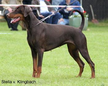 Stella v. Klingbach | Brown Doberman Pinscher