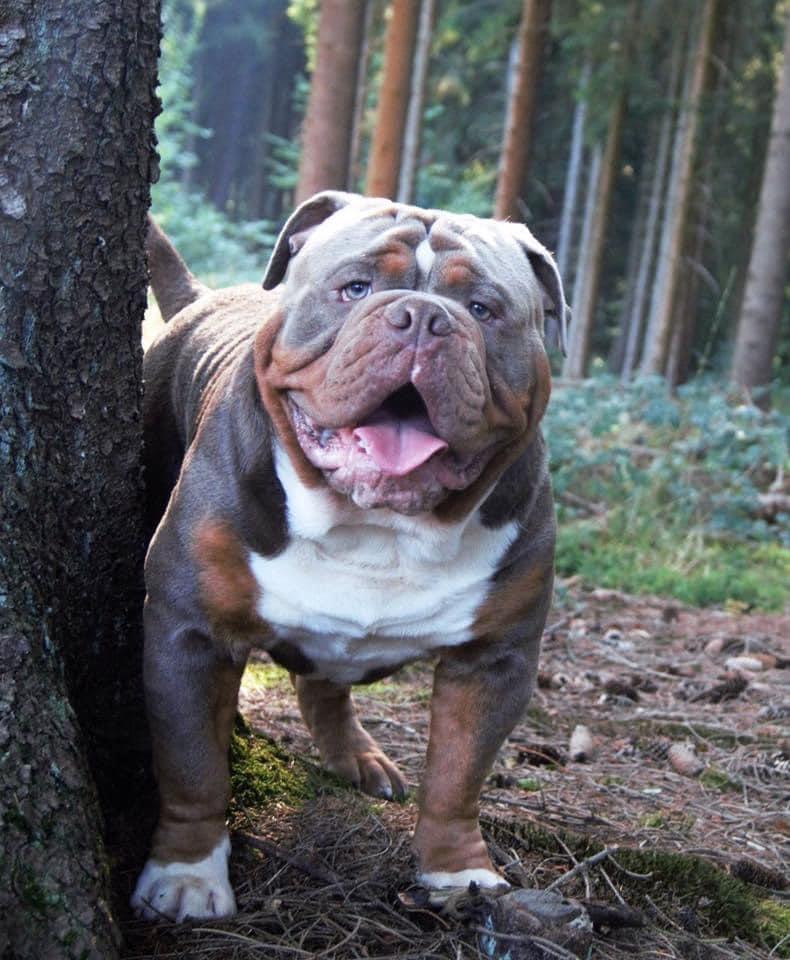 Albion Bulls Zeus | Olde English Bulldogge 