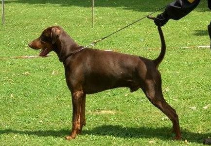 Ijuri v. Warringhof | Brown Doberman Pinscher