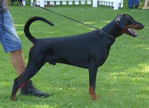 Enzolorenzo v. Brennenden Berg | Black Doberman Pinscher