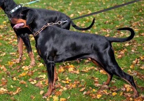 Ayka v. Klostertal | Black Doberman Pinscher