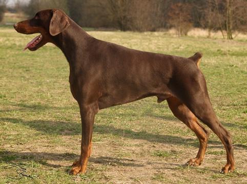 Arlington Skay v. Verstenwal | Brown Doberman Pinscher