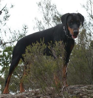 Foudre v. Gebrannten Walde | Black Doberman Pinscher