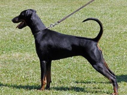 Lilu v.d. Fuggerstadt | Black Doberman Pinscher