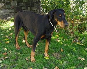 Abu v. Eschenbruch | Black Doberman Pinscher