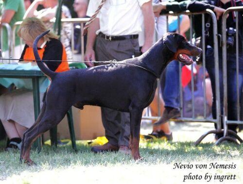 Nevio v. Nemesis | Black Doberman Pinscher