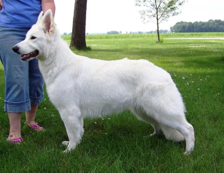 Joyous Starfyre's Royal Whisper vom Niehuser See | White Swiss Shepherd Dog 