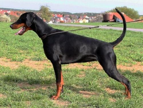 Nourbese v. Nemesis | Black Doberman Pinscher