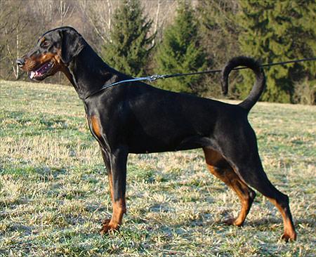 Fatima v. Südharz | Black Doberman Pinscher