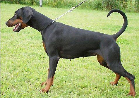 Fleur v. Südharz | Black Doberman Pinscher